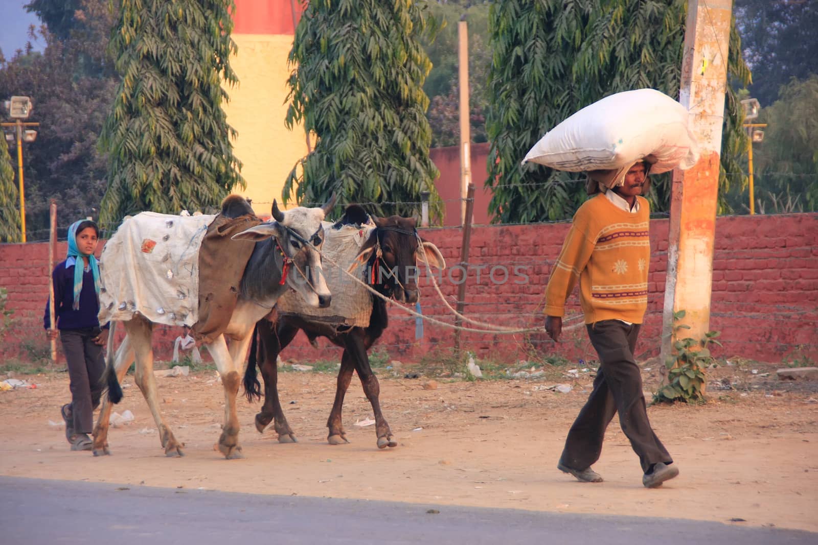 Father and daughter going along the road with cows, Sawai Madhopur, Rajasthan, India