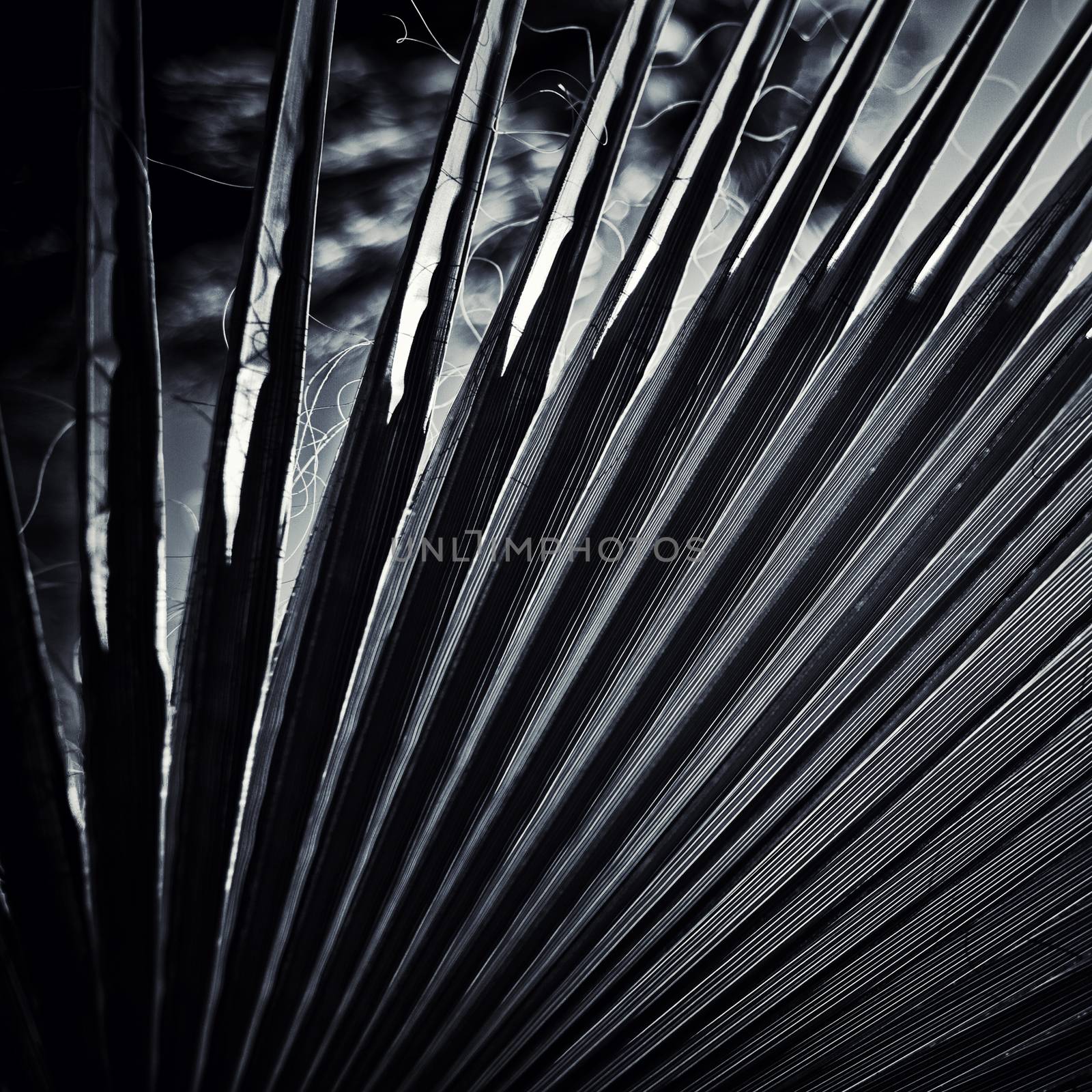 black and white palm leaf background by zhu_zhu