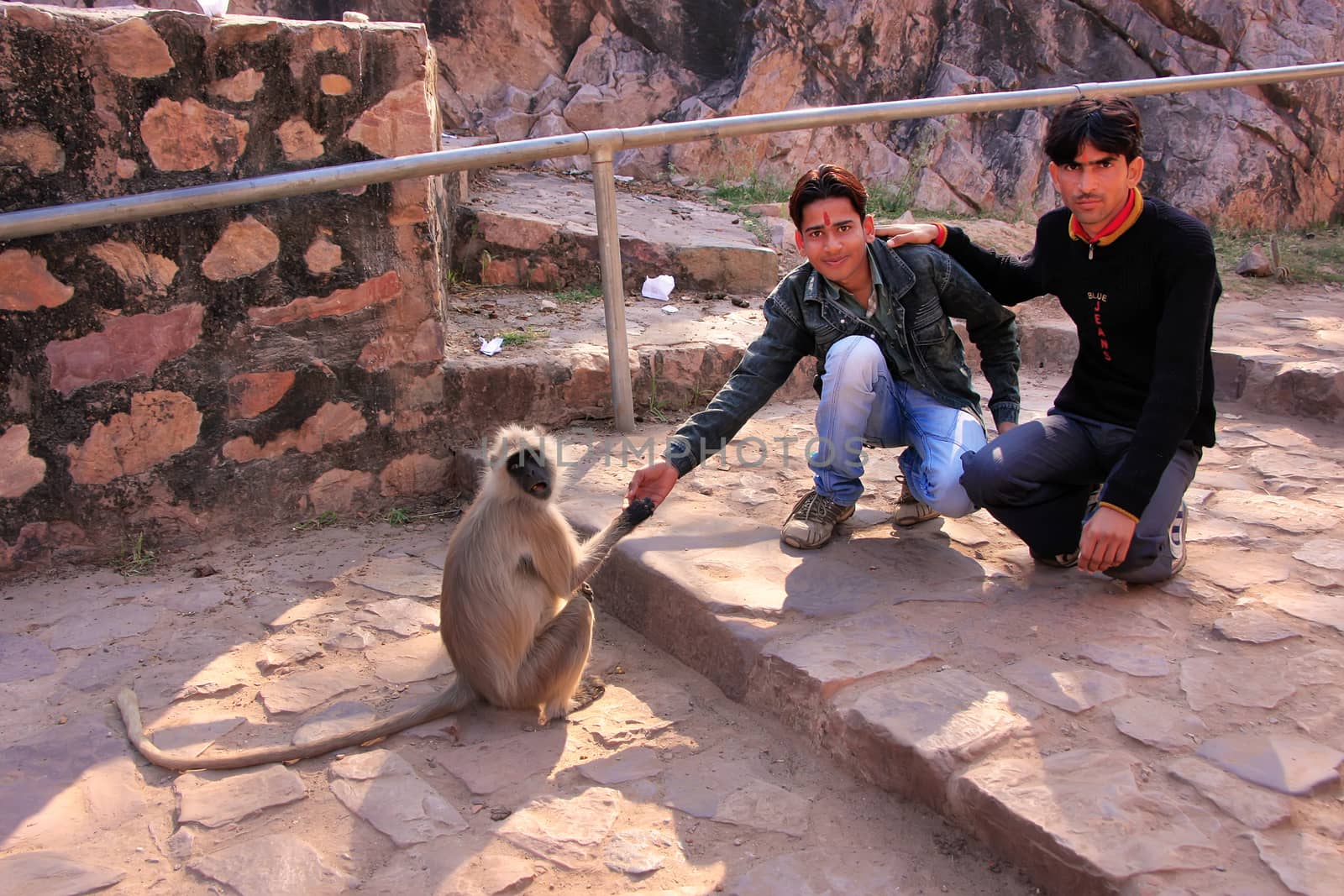 Young local men feeding gray langur at Ranthambore Fort, India by donya_nedomam