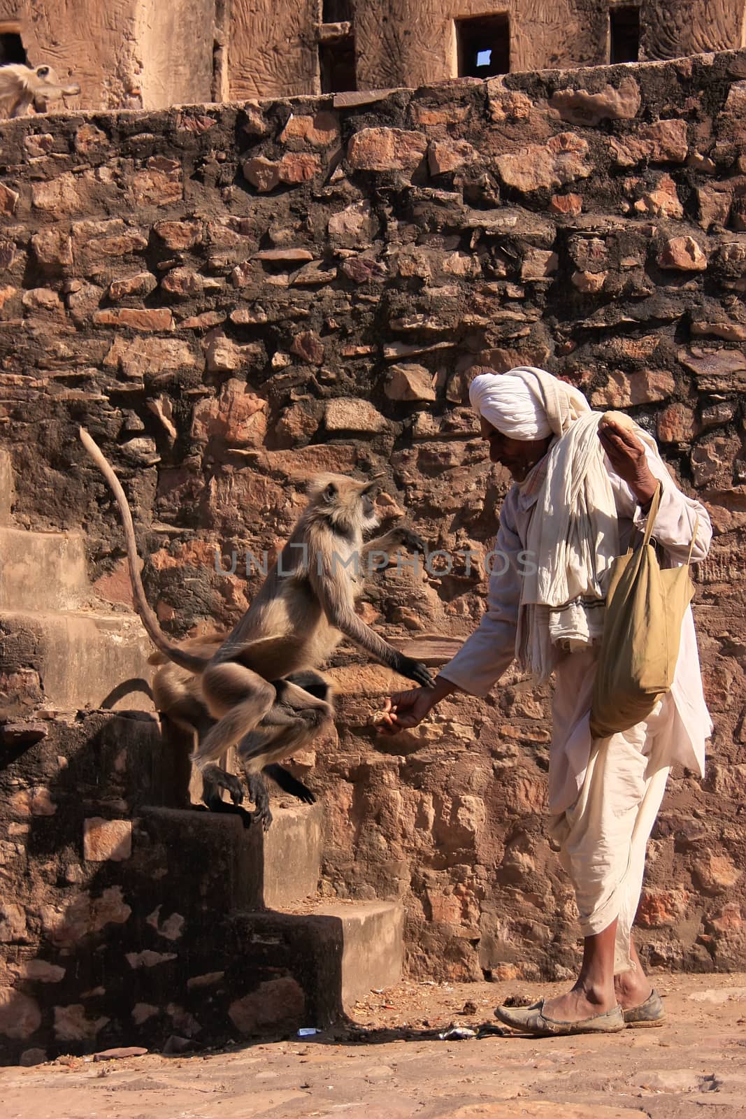 Indian man feeding gray langurs at Ranthambore Fort, Rajasthan, India