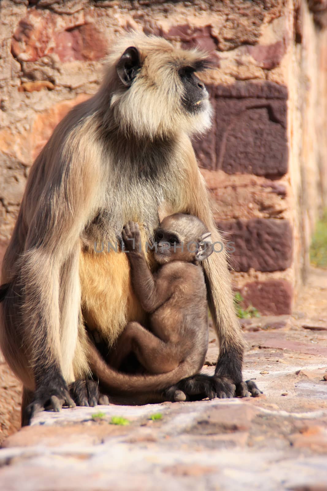 Gray langur (Semnopithecus dussumieri) with a baby sitting at Ra by donya_nedomam