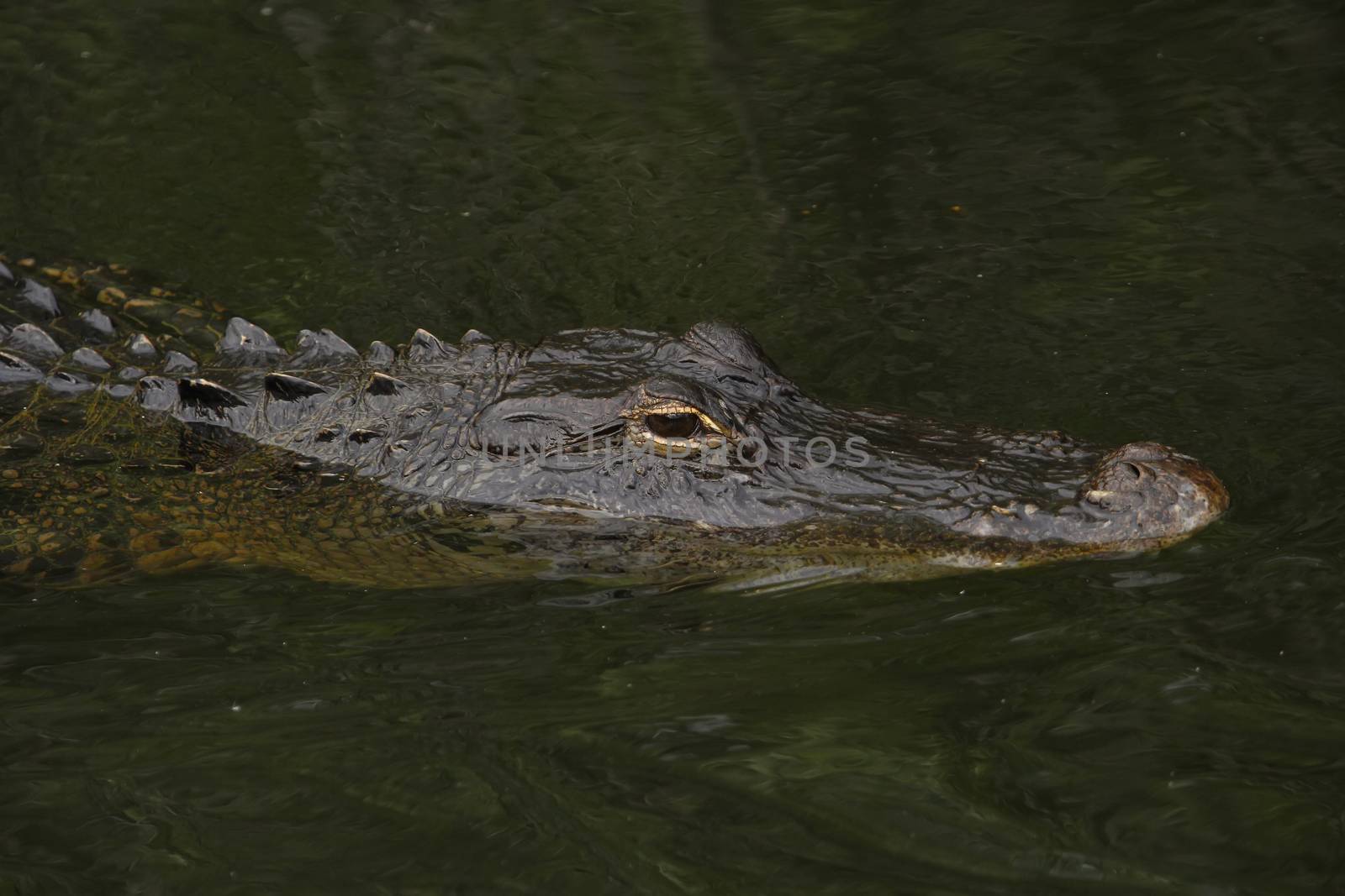 American alligator (Alligator mississippiensis) in Everglades Na by donya_nedomam