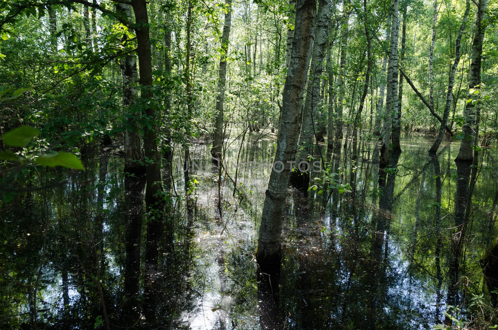 flooded water young birch grove a nice sunny summer day