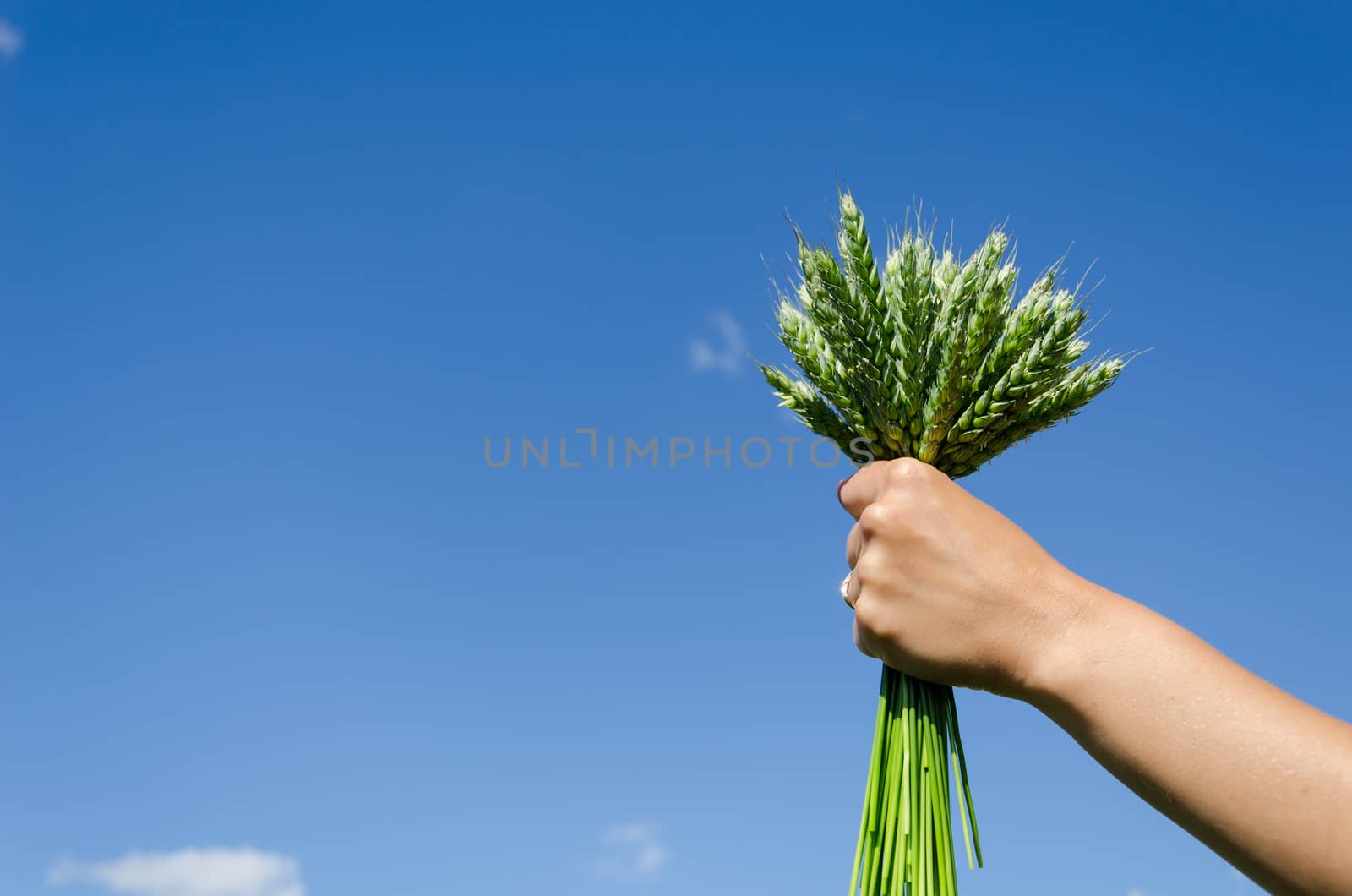 bouquet of green rye in hands of woman on blue sky background