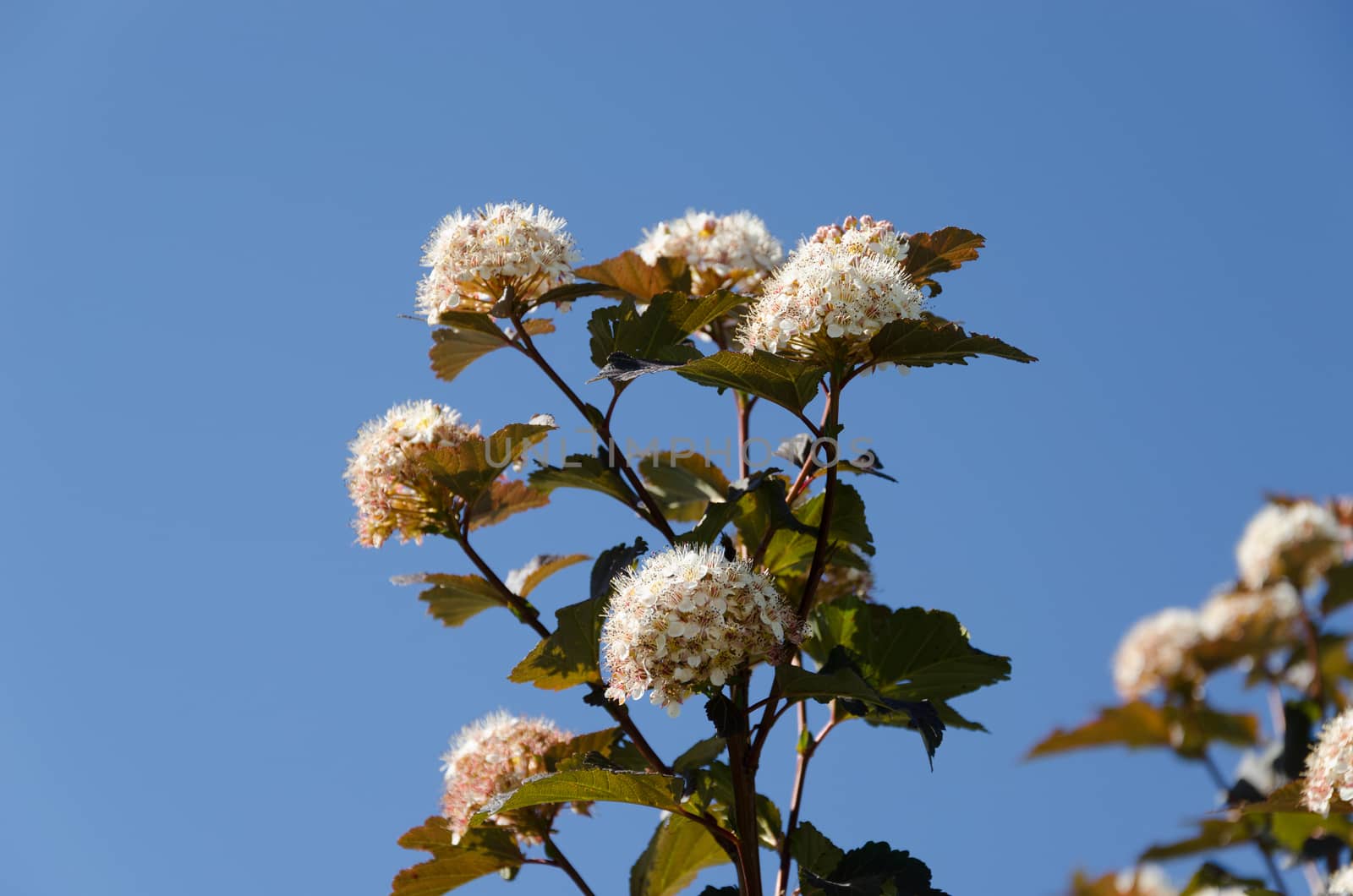 White blooming viburnum snowball bush blooms on background of blue sky.