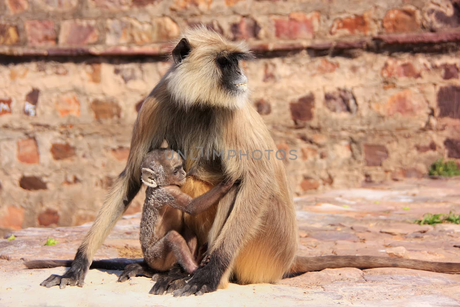Gray langur (Semnopithecus dussumieri) with a baby sitting at Ra by donya_nedomam
