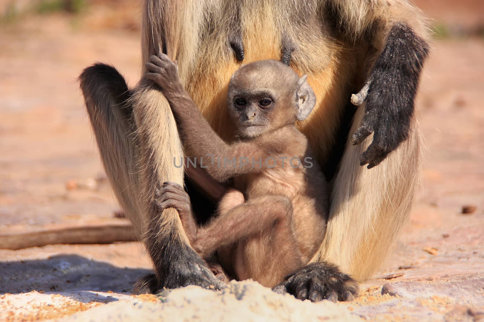 Baby Gray langur (Semnopithecus dussumieri) playing near mother, Ranthambore Fort, Rajasthan, India