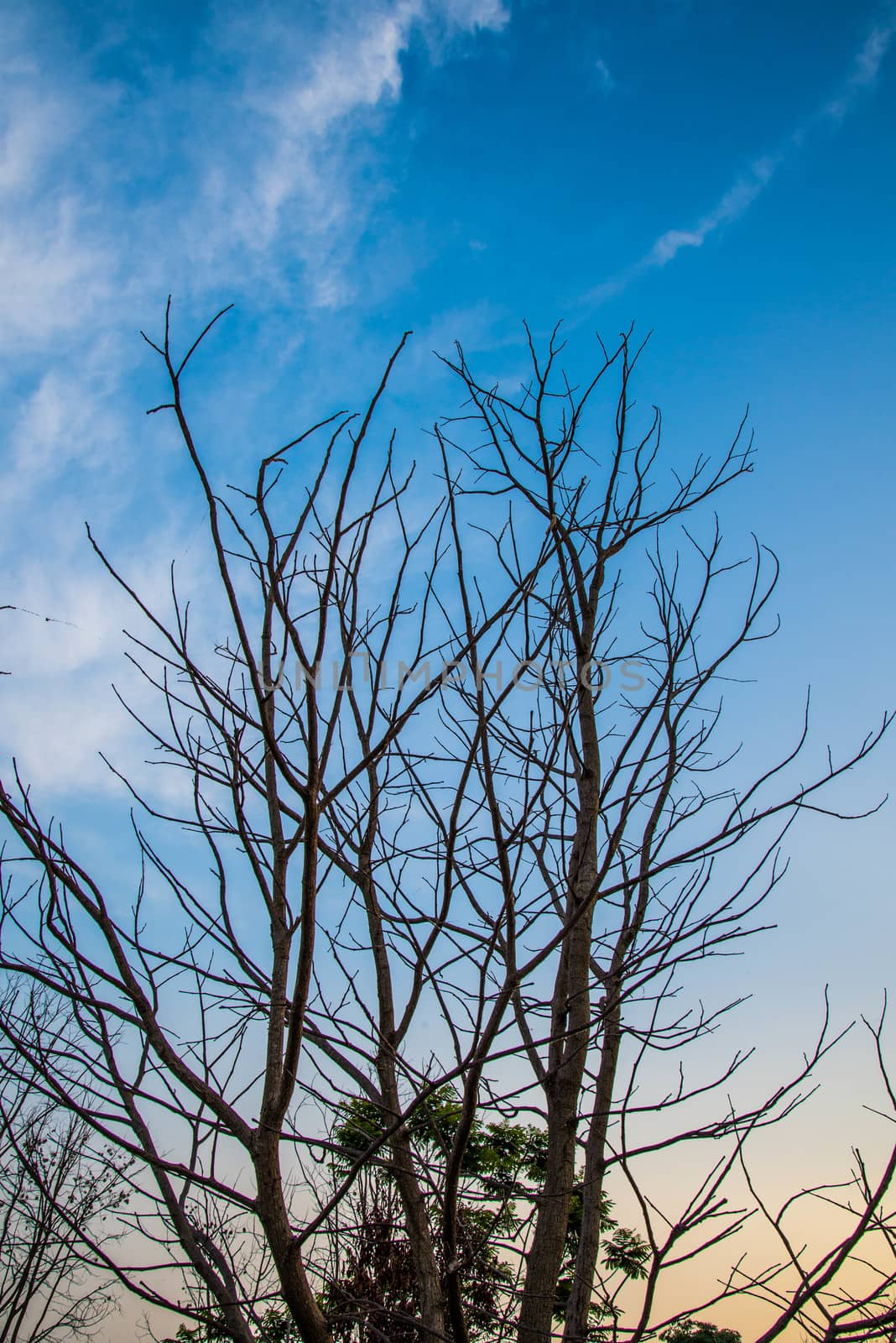 Dry tree and blue sky in the country of Thailand.