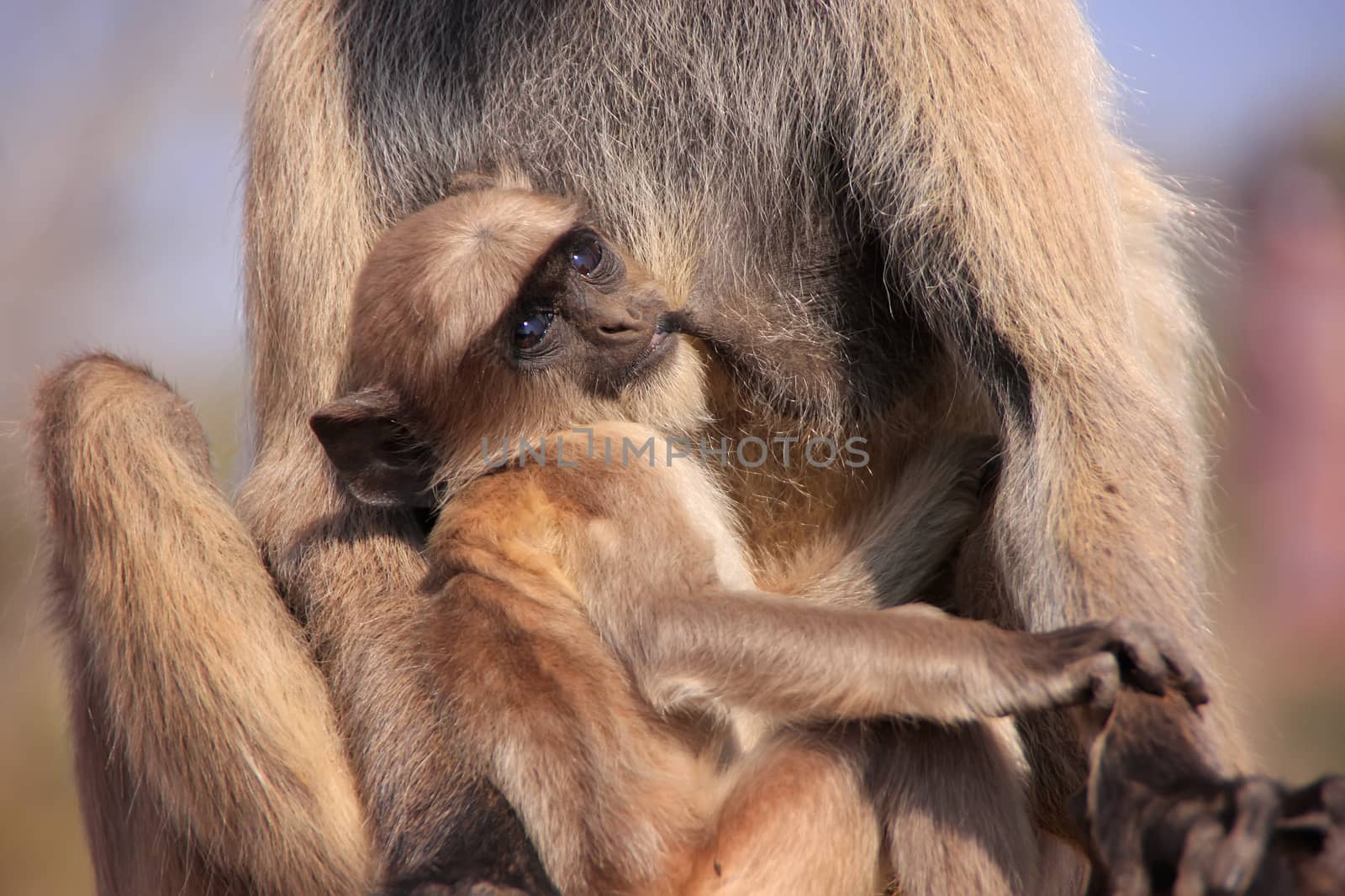 Baby Gray langur (Semnopithecus dussumieri) resting in mothers arms, Ranthambore Fort, Rajasthan, India