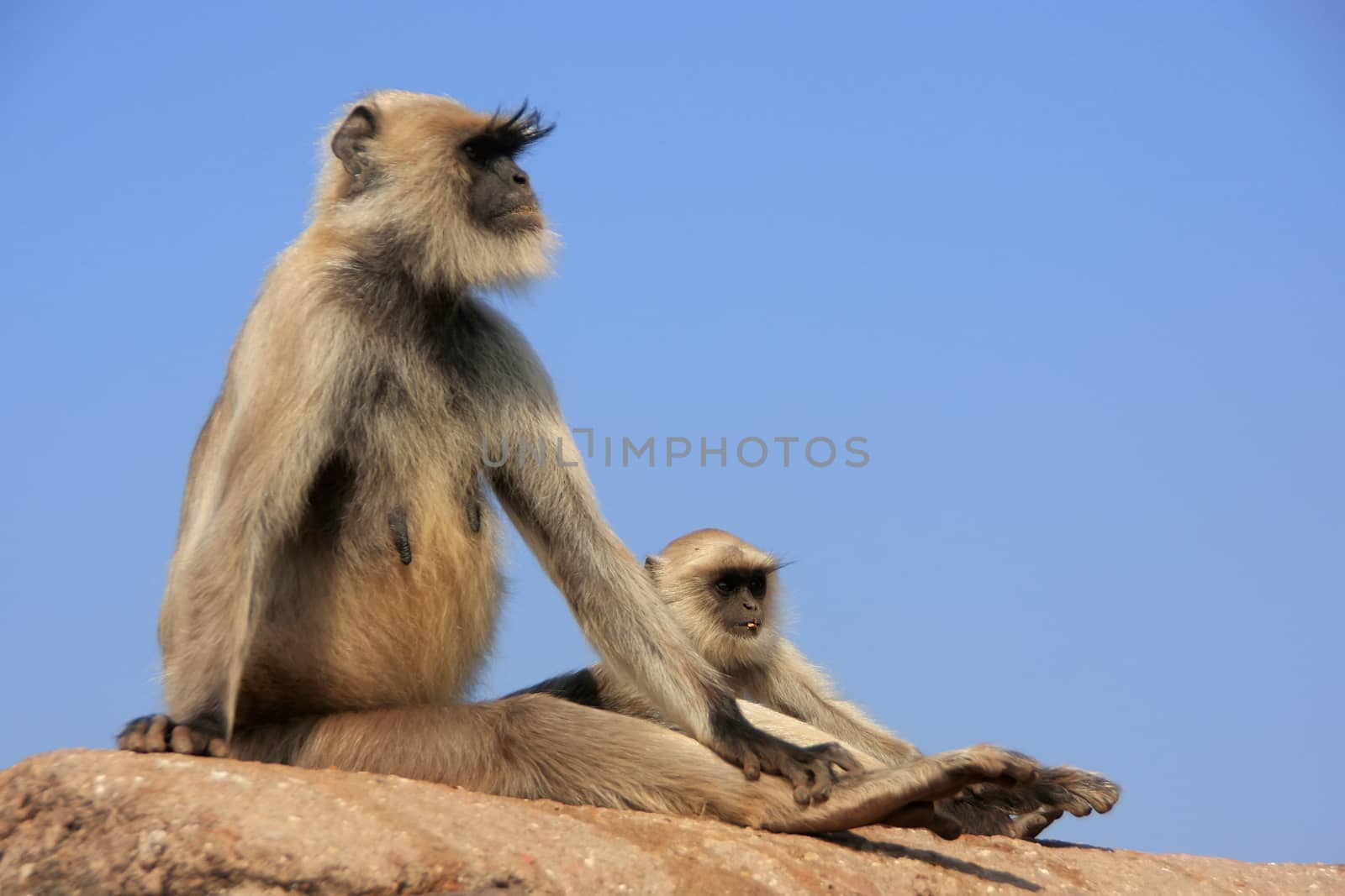 Gray langur (Semnopithecus dussumieri) with a baby sitting at Ra by donya_nedomam