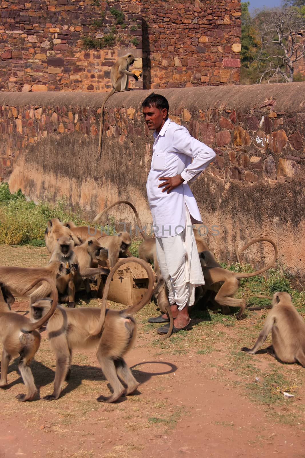 Indian man standing near gray langurs at Ranthambore Fort, India by donya_nedomam