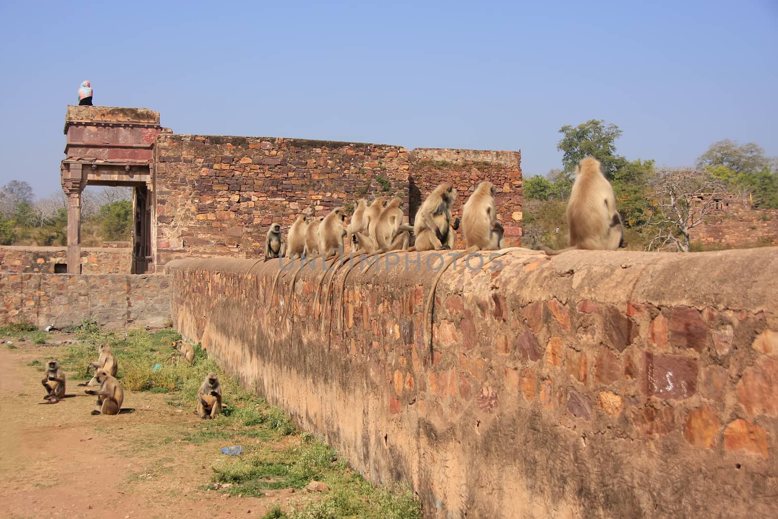 Gray langurs (Semnopithecus dussumieri) sitting at Ranthambore Fort, Rajasthan, India