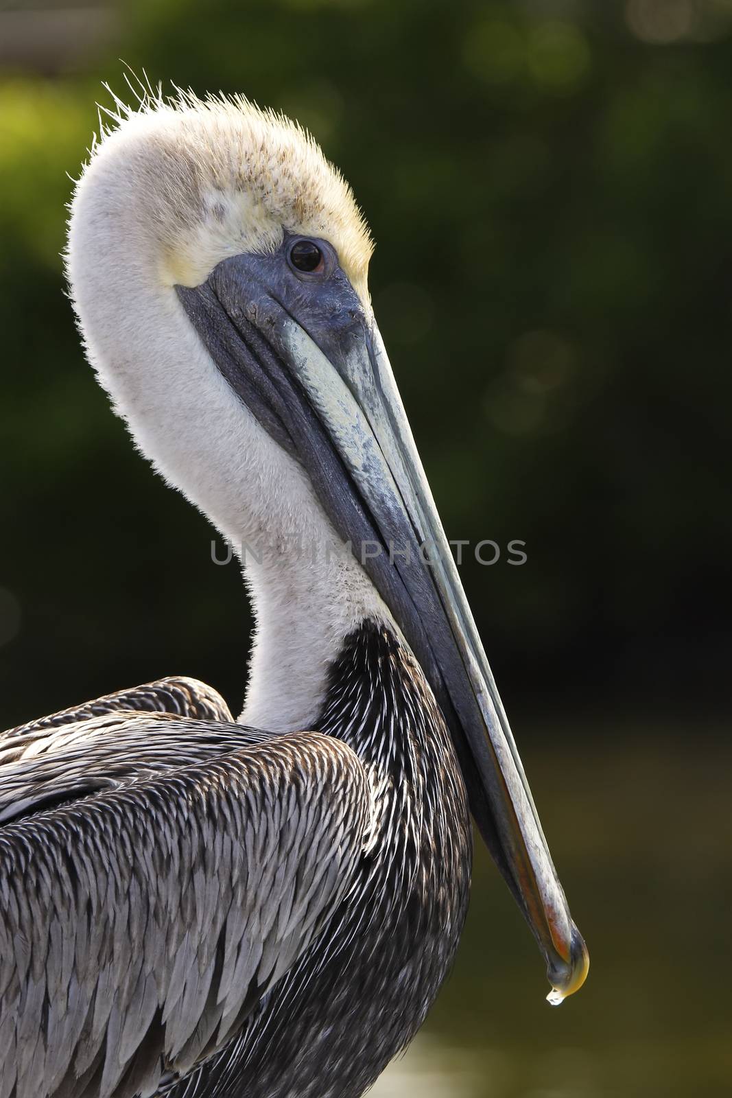 Portrait of Brown pelican by donya_nedomam