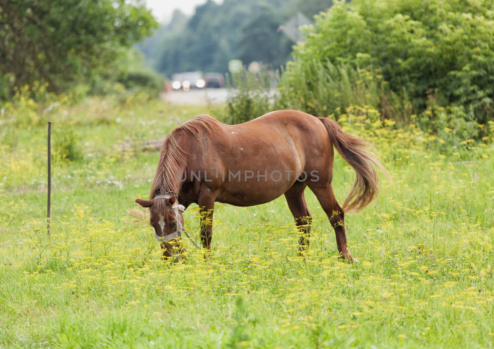 The horse is grazed on a green meadow near the route in the sunny summer day