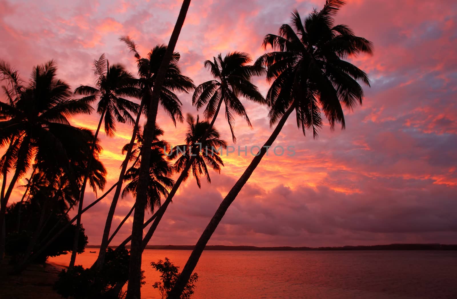 Silhouetted palm trees on a beach at sunset, Ofu island, Tonga by donya_nedomam