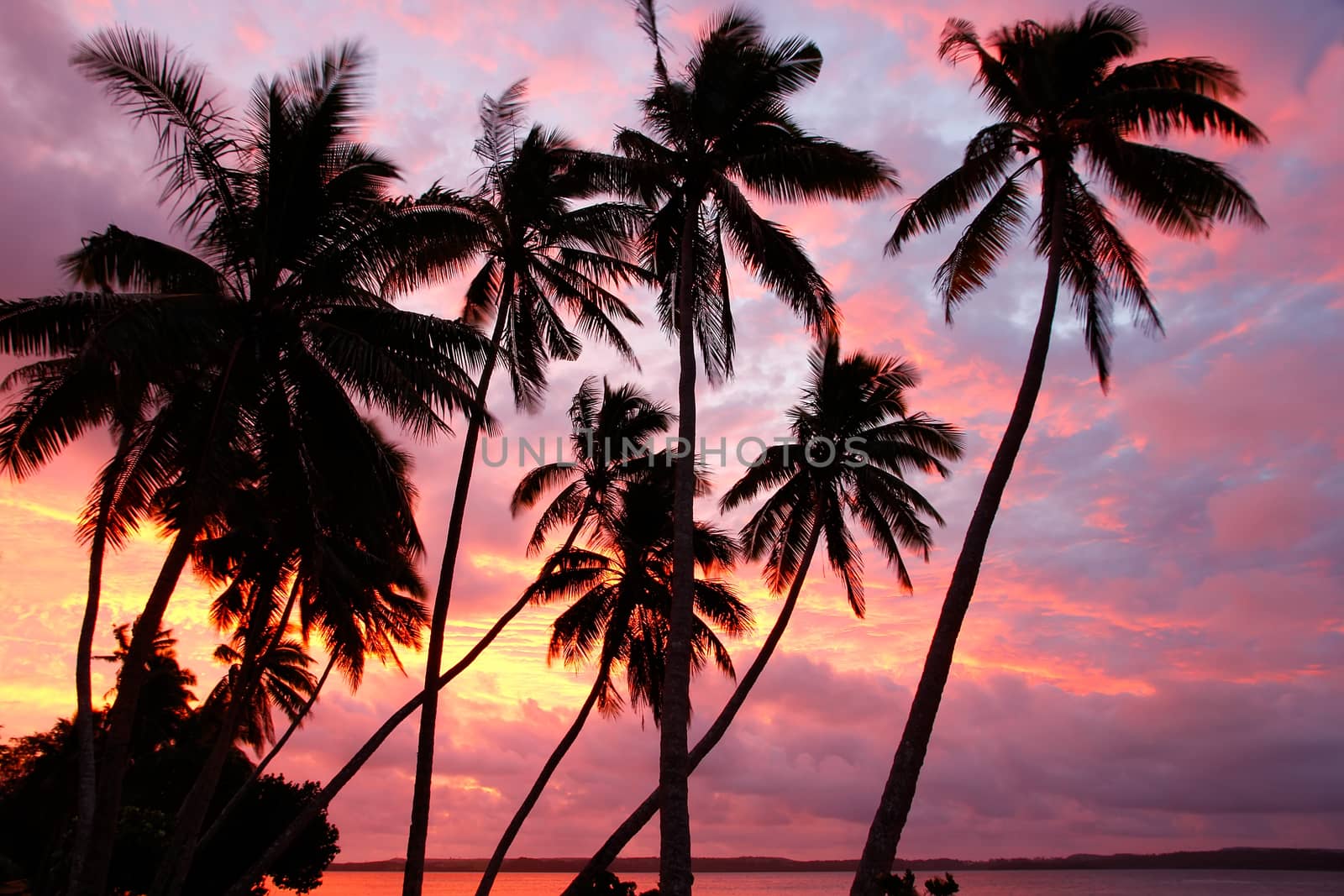 Silhouetted palm trees on a beach at sunset, Ofu island, Tonga by donya_nedomam