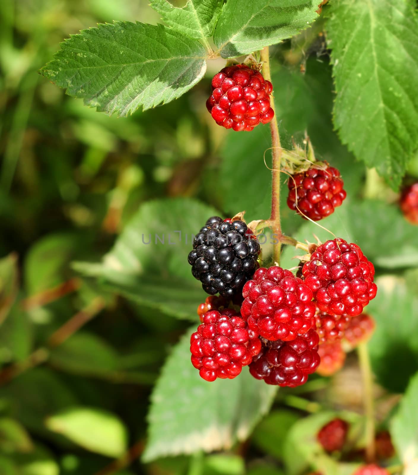 Black and red blackberries branch in natural garden