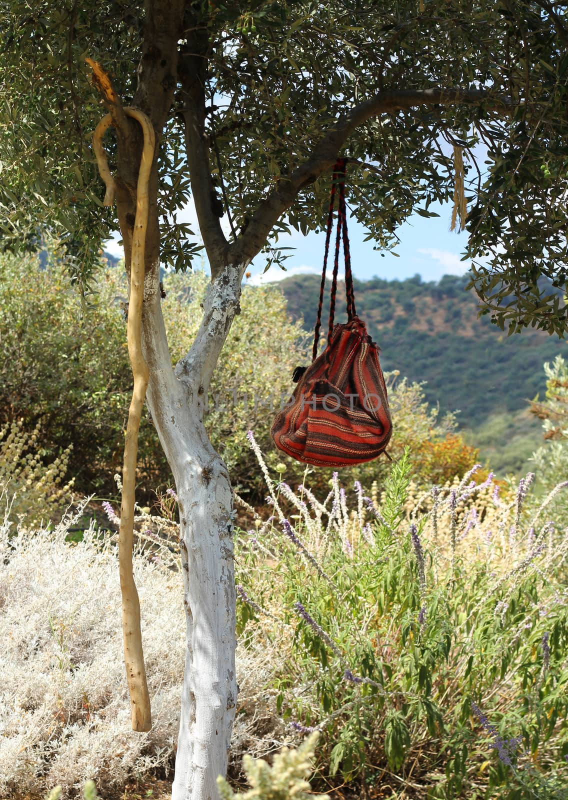 Hikers backpack and walking stick hanging in olive tree, Mediterranean landscape