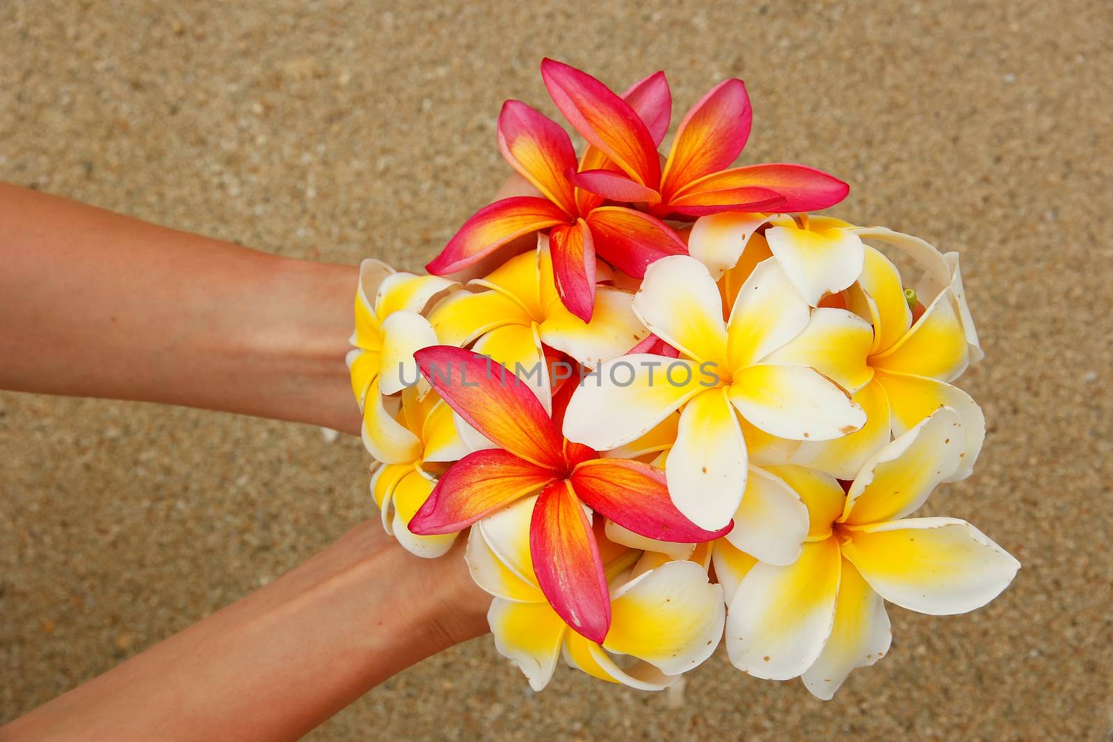 Hands holding white and pink plumeria flowers by donya_nedomam