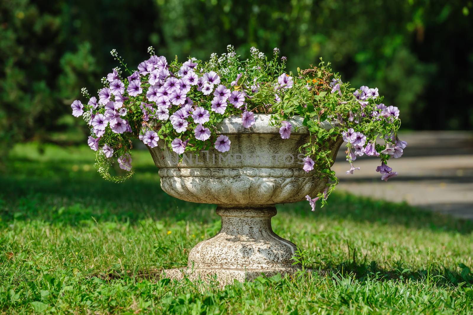 stone vase with petunia flowers in the park