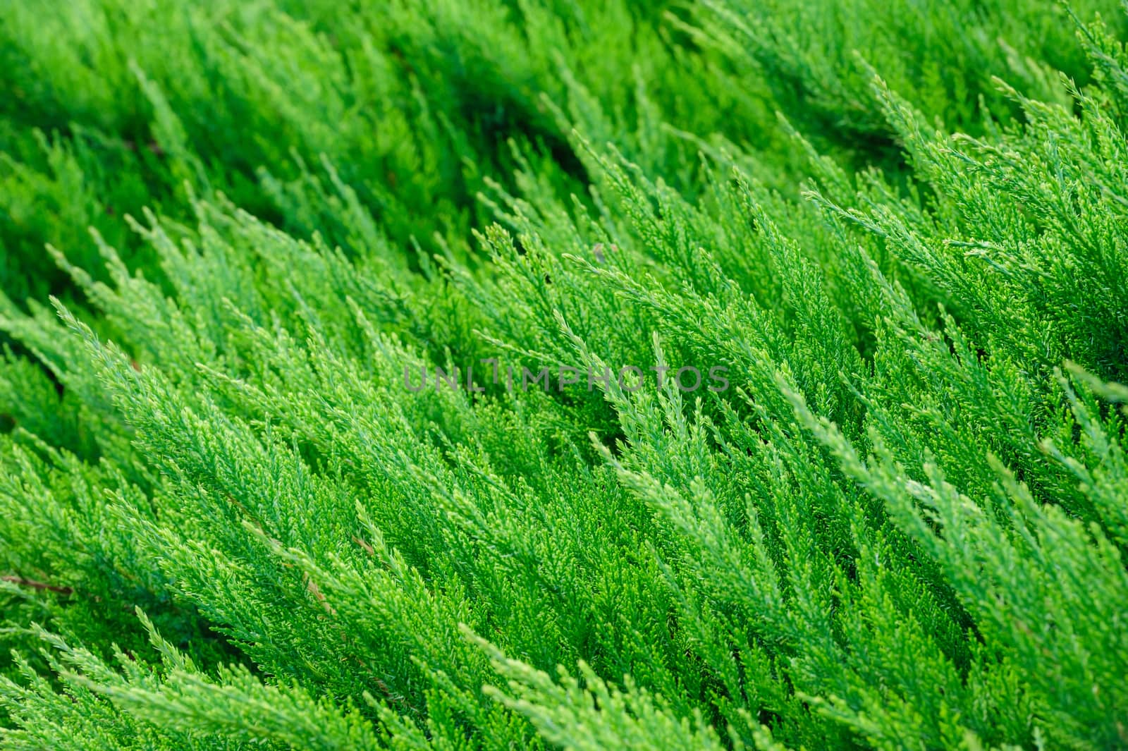 Green Thuja occidentalis texture macro material background 