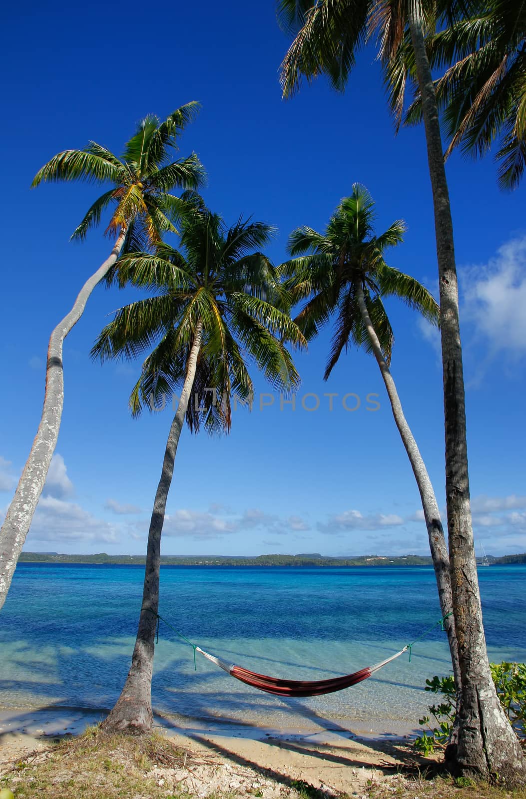 Colorful hammock between palm trees, Ofu island, Vavau group, To by donya_nedomam