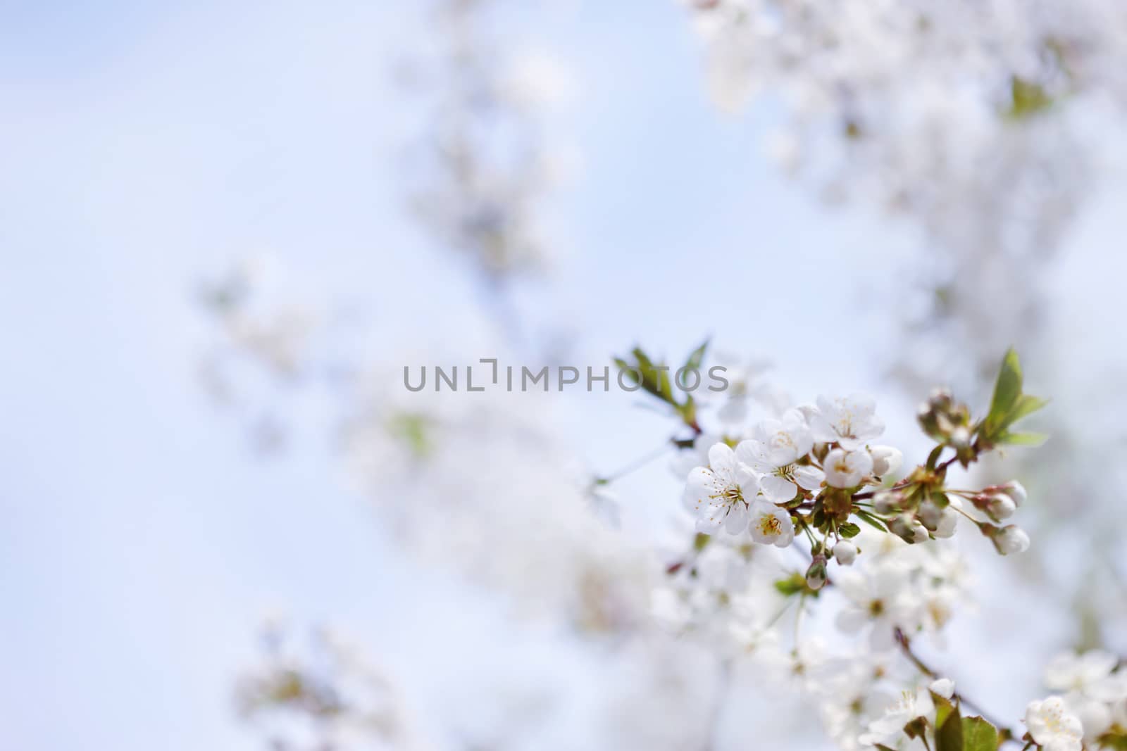 Cherry tree blossom in spring against blue sky