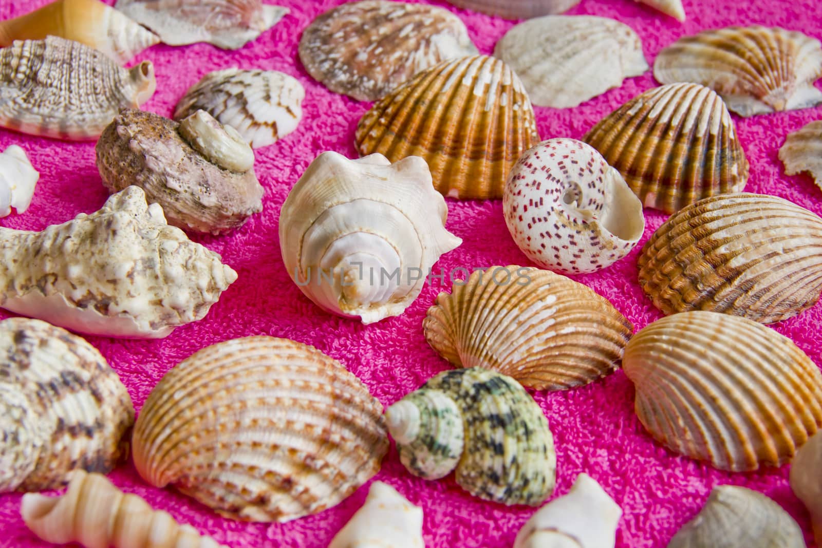 Photo of lot seashells on color towel