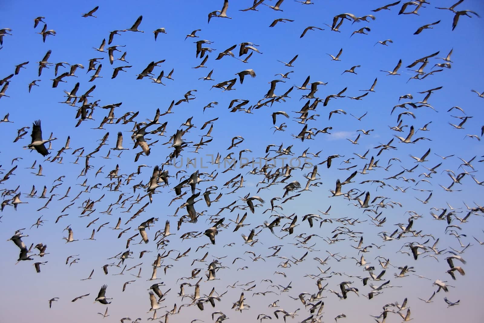 Flock of demoiselle crains flying in blue sky, Khichan village,  by donya_nedomam