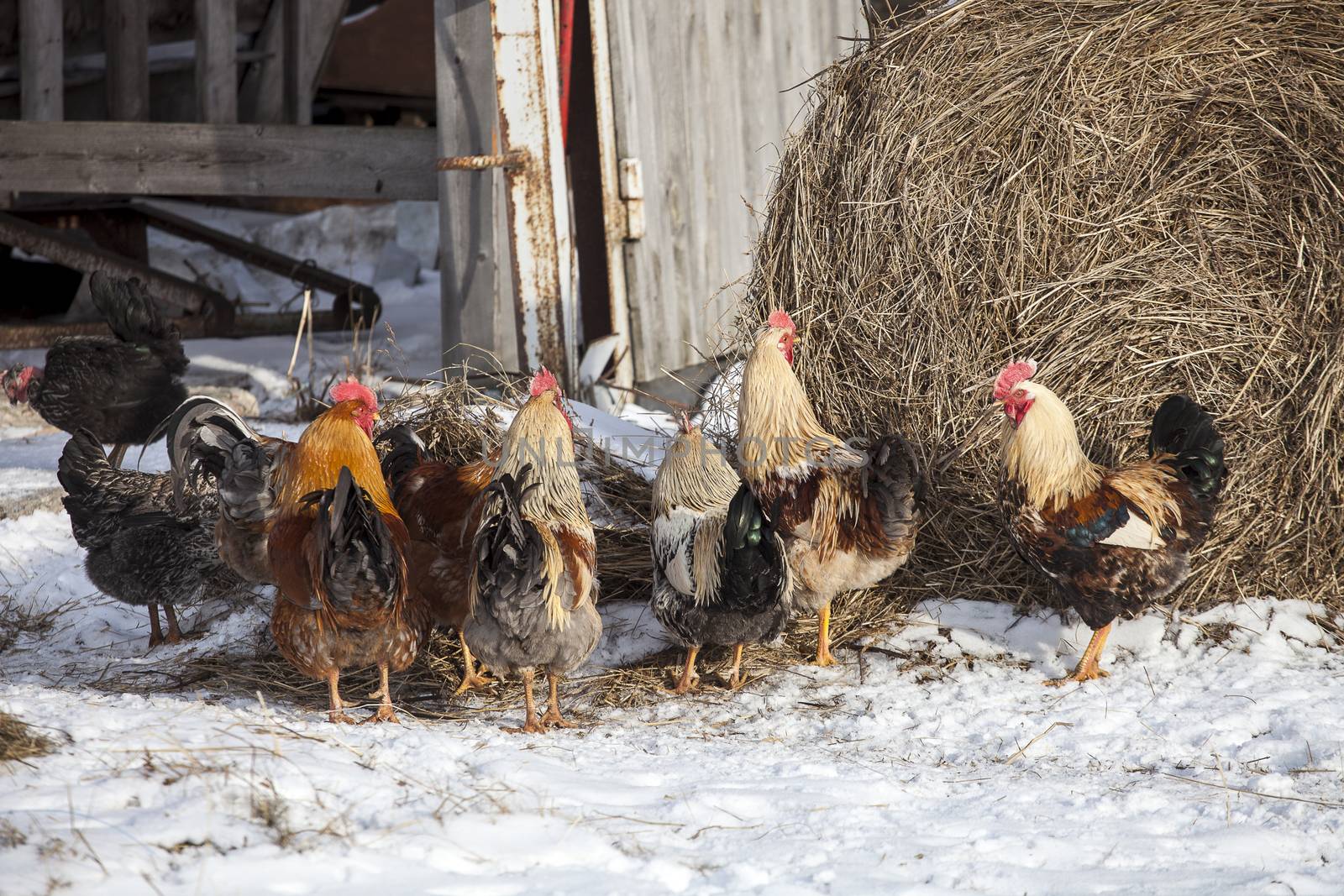 Free range chickens in snow covered farmyard by ints