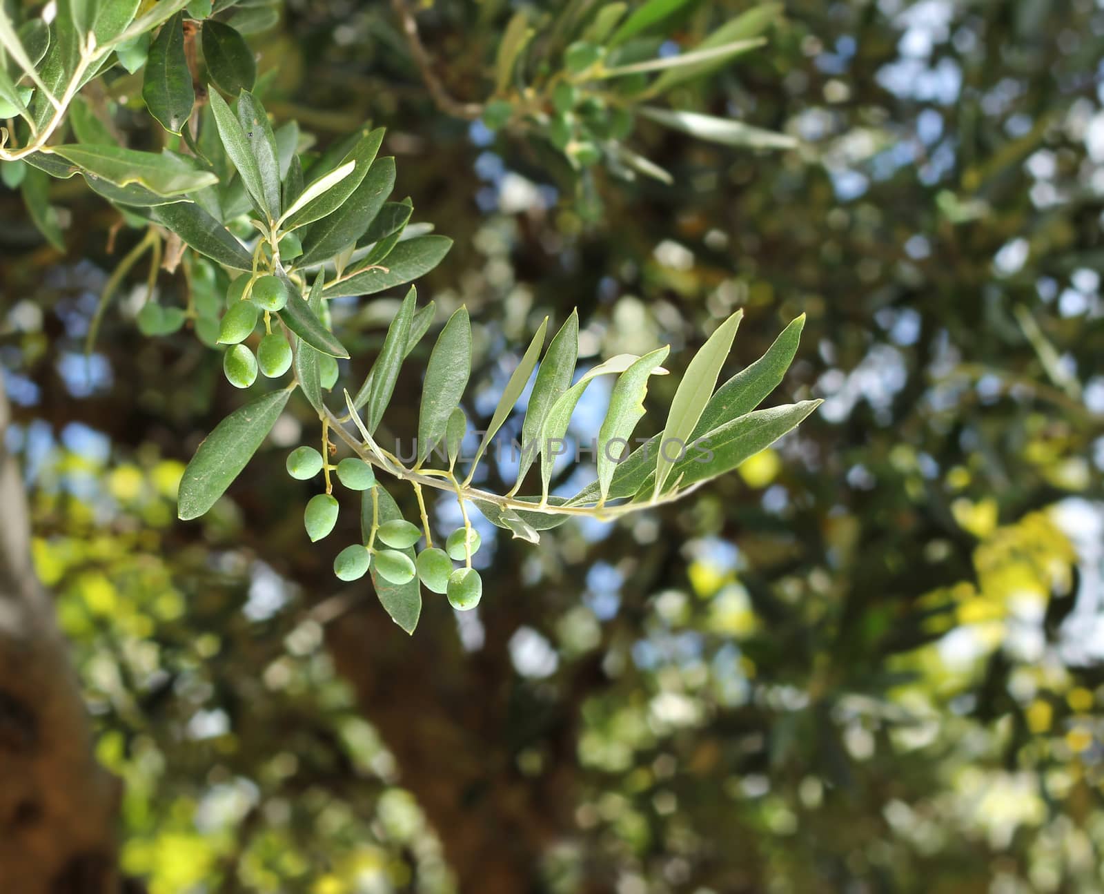 Fresh olive tree branch by anterovium