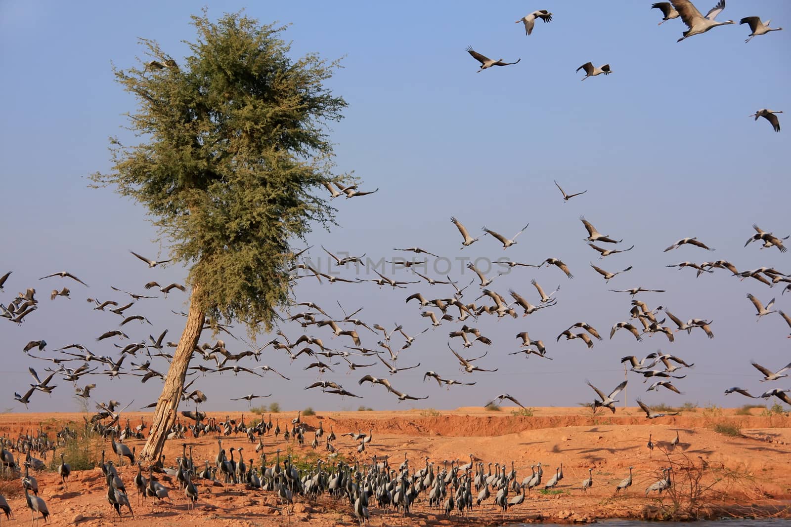 Flock of demoiselle crains near Khichan village, India by donya_nedomam