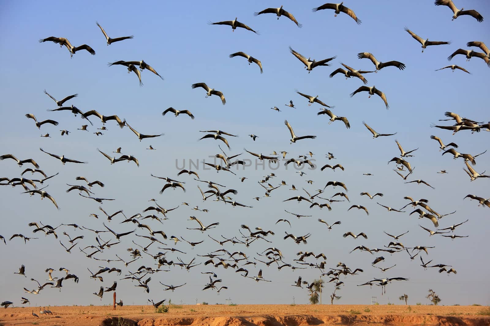 Flock of demoiselle crains flying in blue sky, Khichan village,  by donya_nedomam