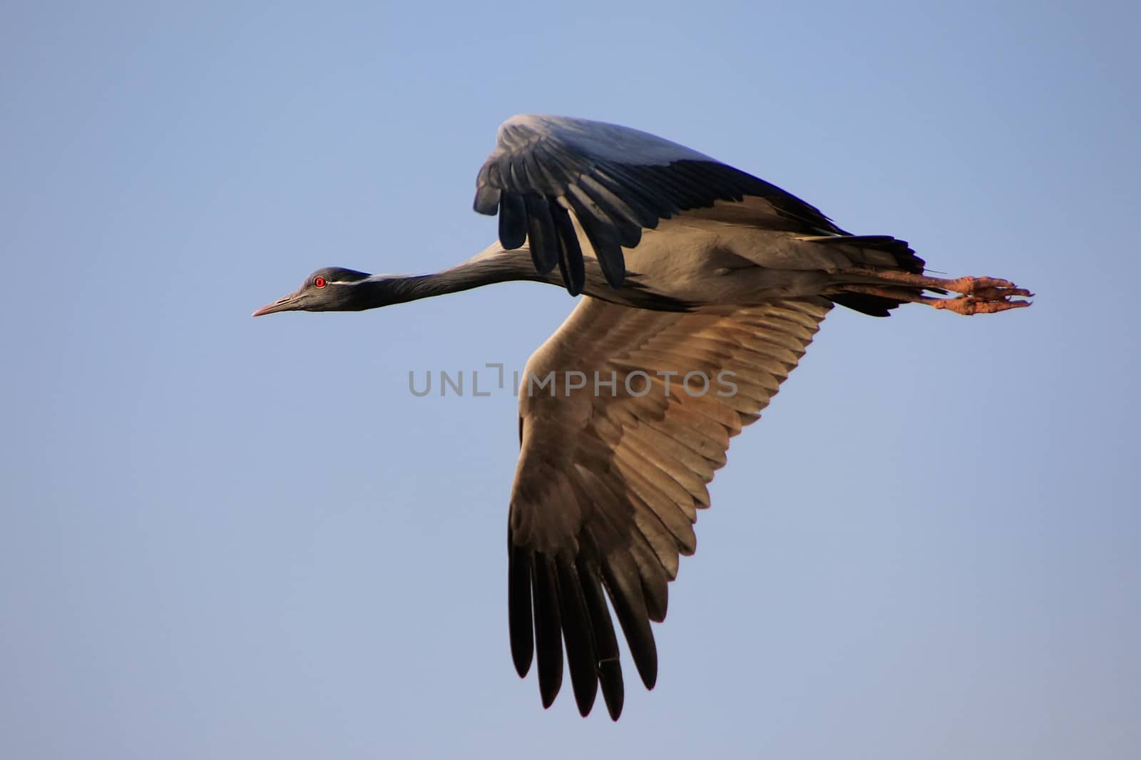 Demoiselle crain (Anthropoides virgo) flying in blue sky, Khichan village, Rajasthan, India