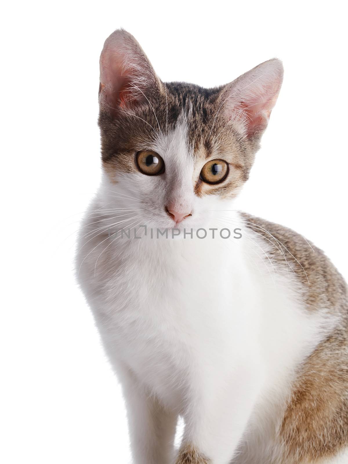 Portrait of a kitten. by Azaliya