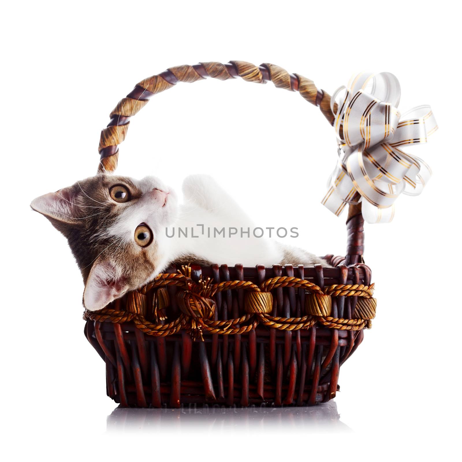 Kitten in a basket with a bow. Multi-colored small kitten. Kitten on a white background. Small predator. Small cat.