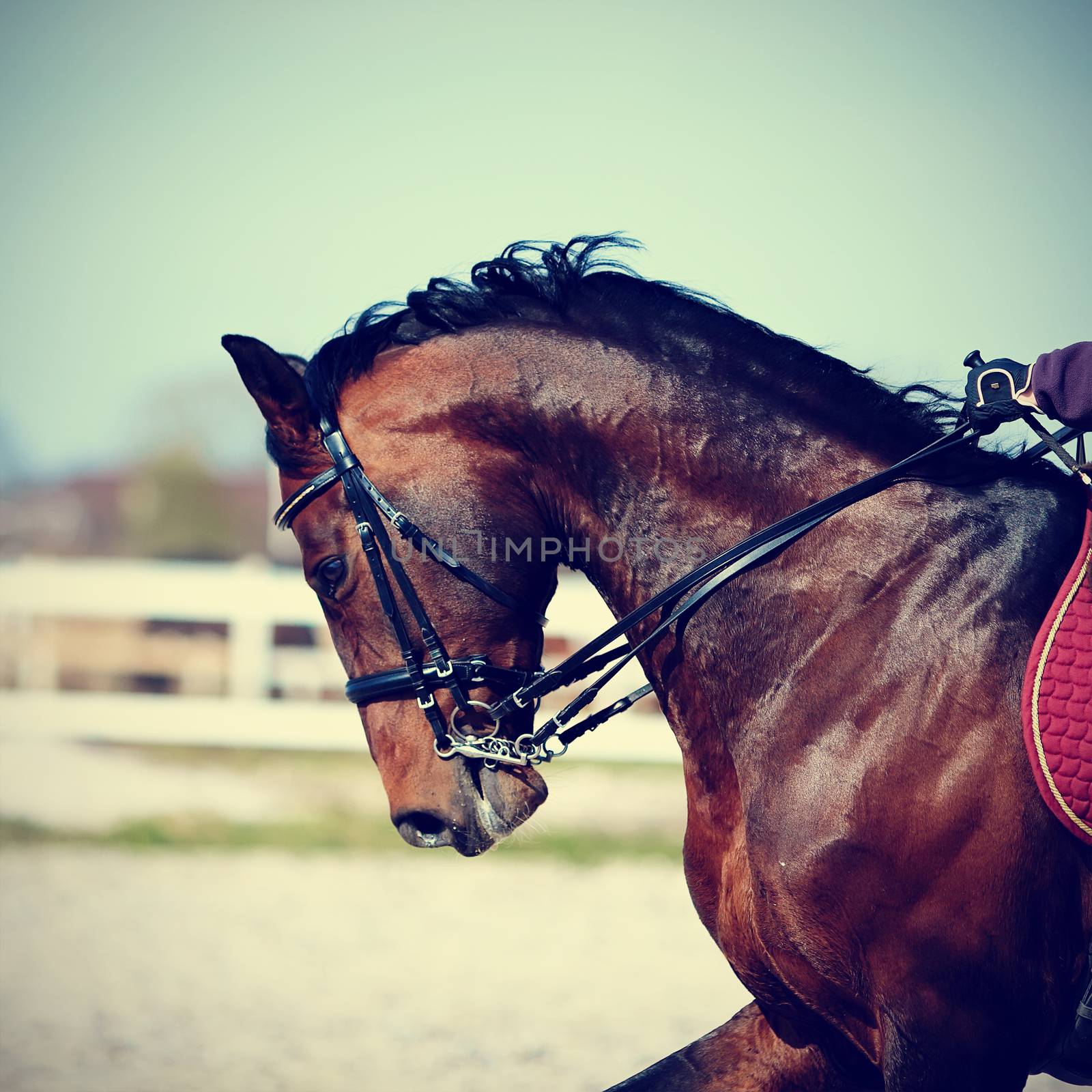 Brown stallion. Portrait of a sports brown horse. Riding on a horse. Thoroughbred horse. Beautiful horse.