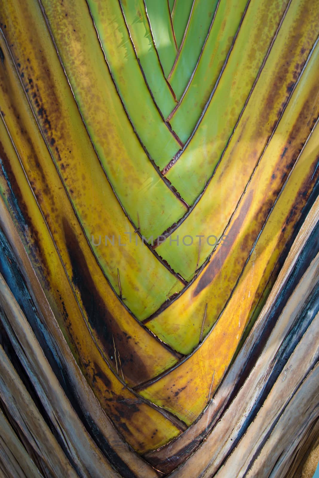 Branches of a tree in some order for background.