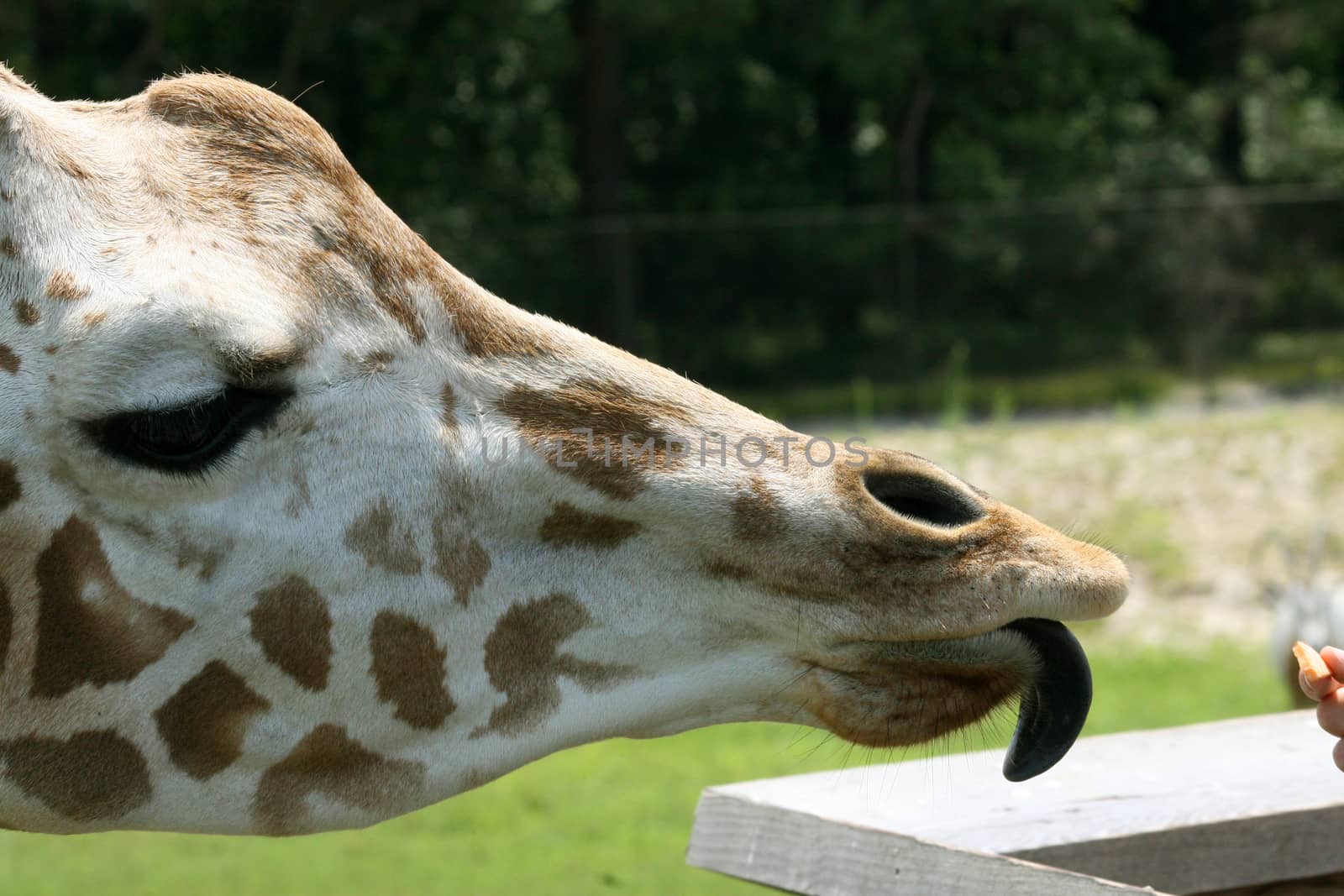 Image showing a giraffe sticking out its blue tongue taking a piece of carrot from its keeper.