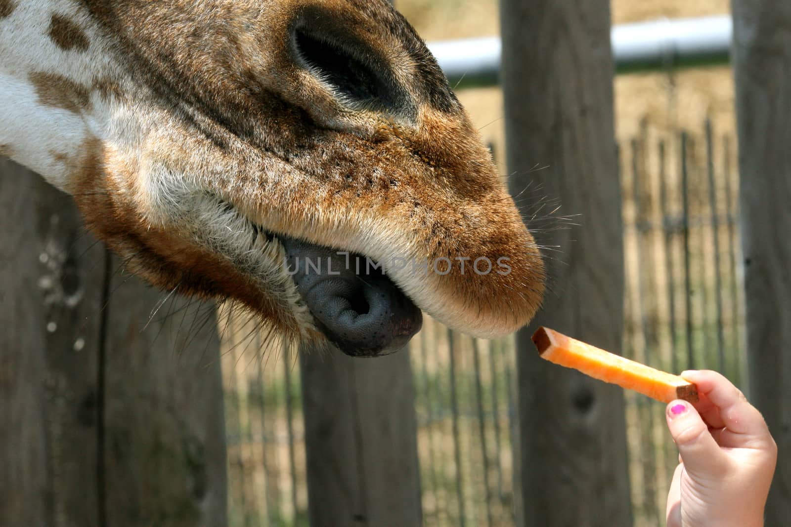Image showing a giraffe sticking out its blue tongue taking a piece of carrot from its keeper.