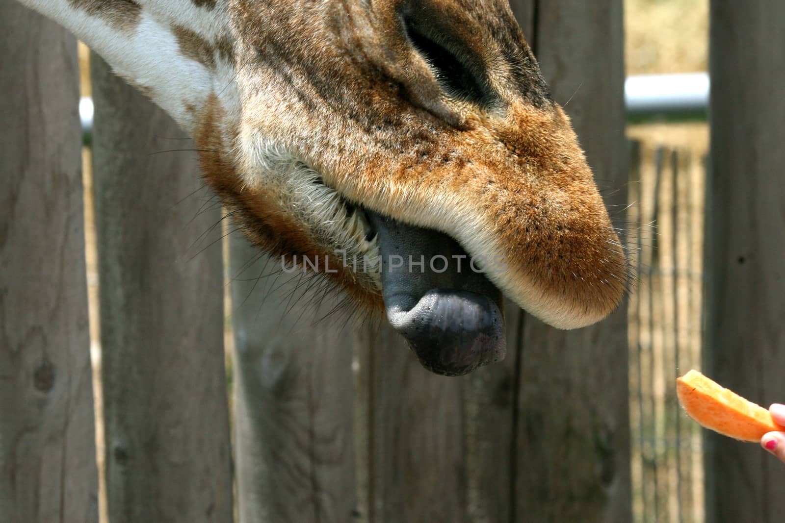 Image showing a giraffe sticking out its blue tongue taking a piece of carrot from its keeper.