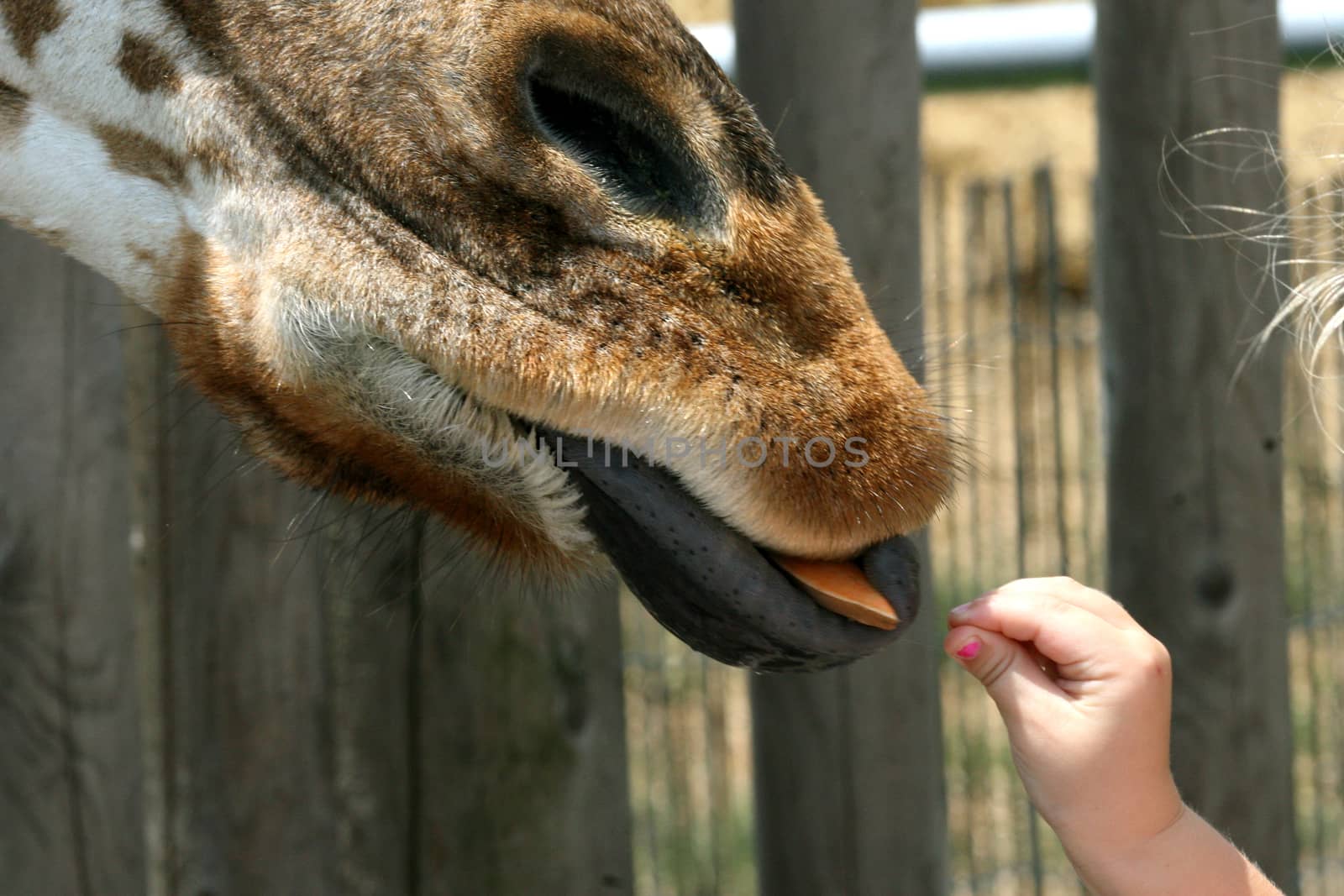 Tongue of giraffe by Carratera