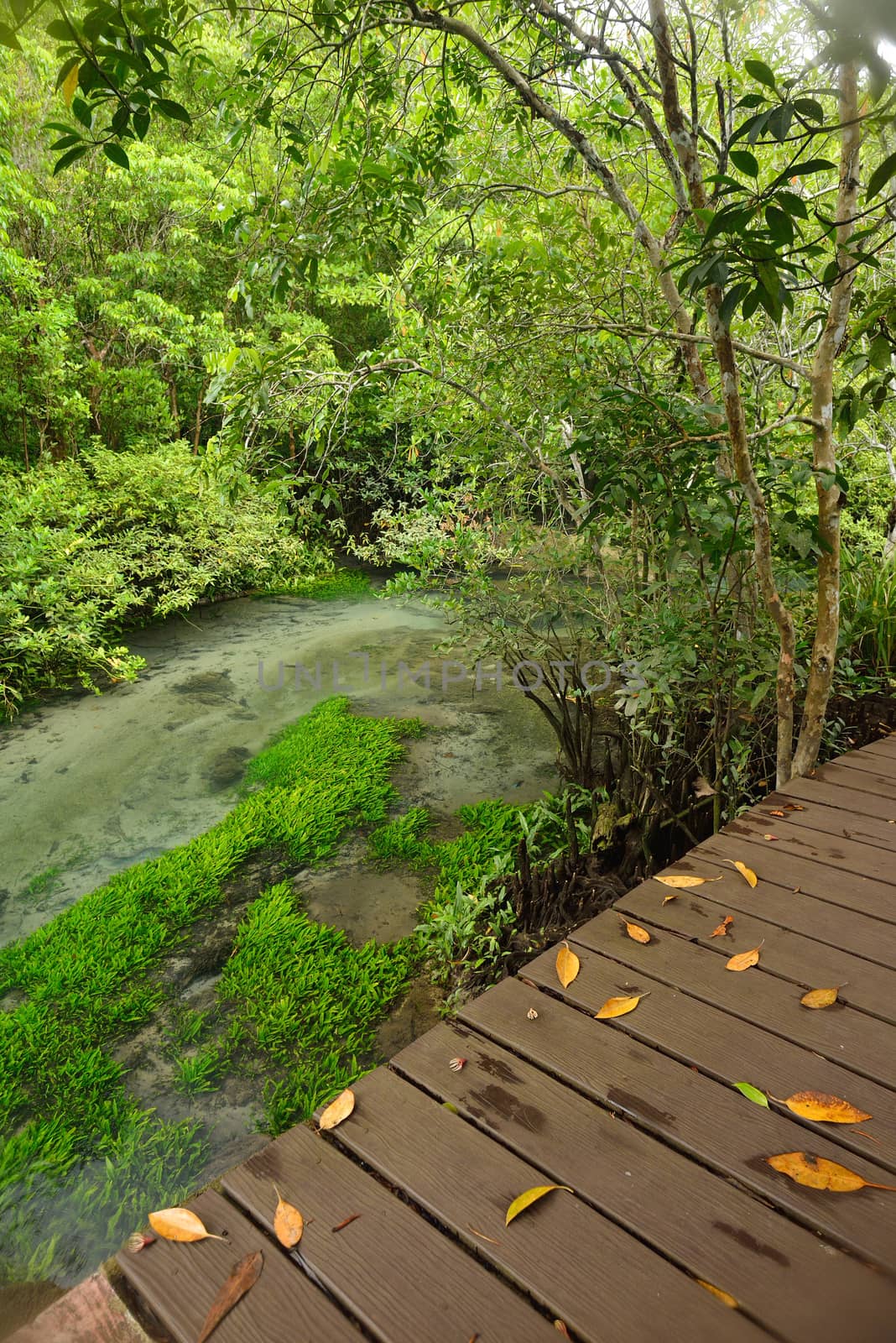 trail in Tha Pom mangroves forest, Krabi, Thailand. by think4photop