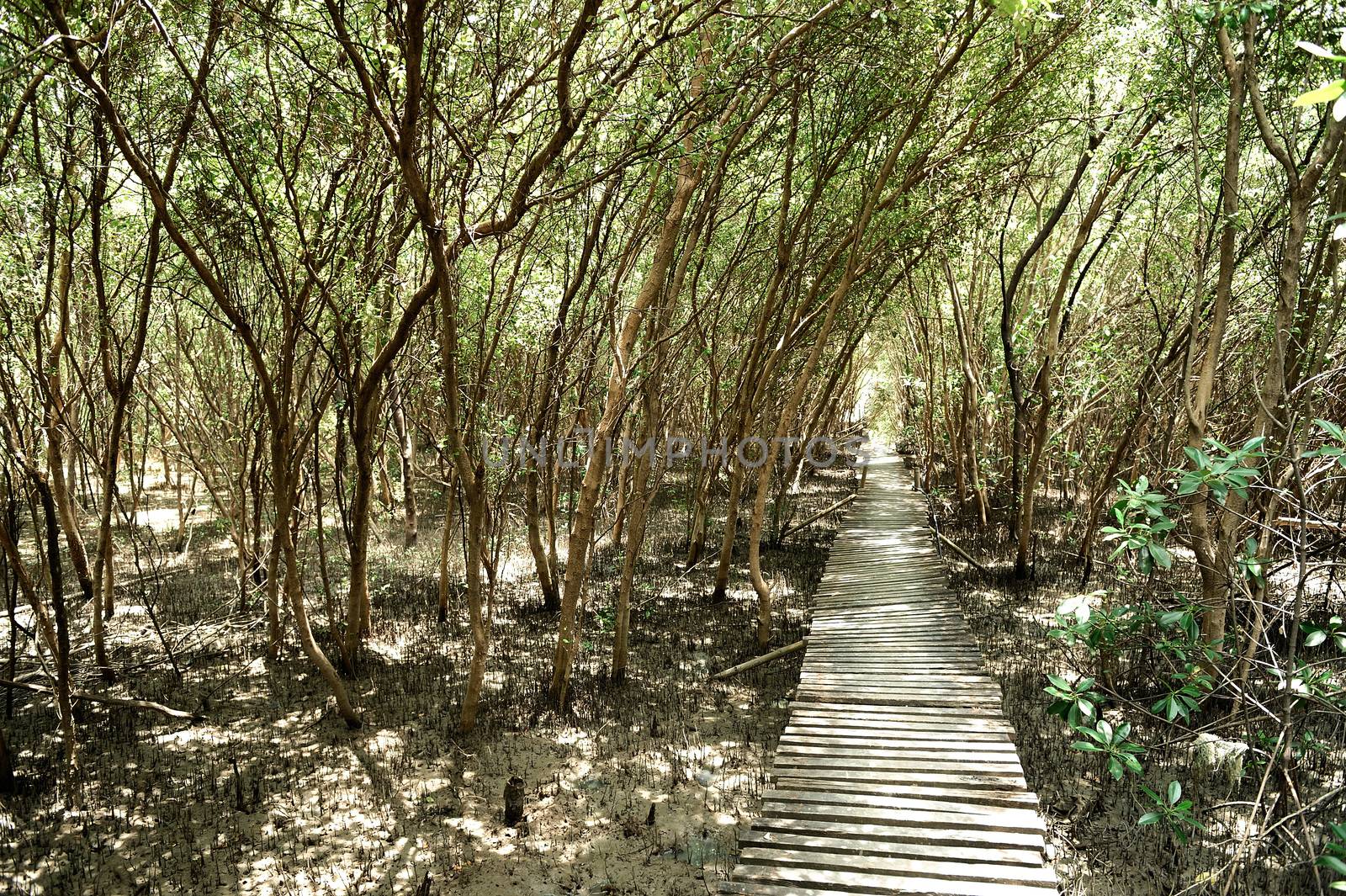 The boardwalk in the mangrove forest of thailand. by think4photop