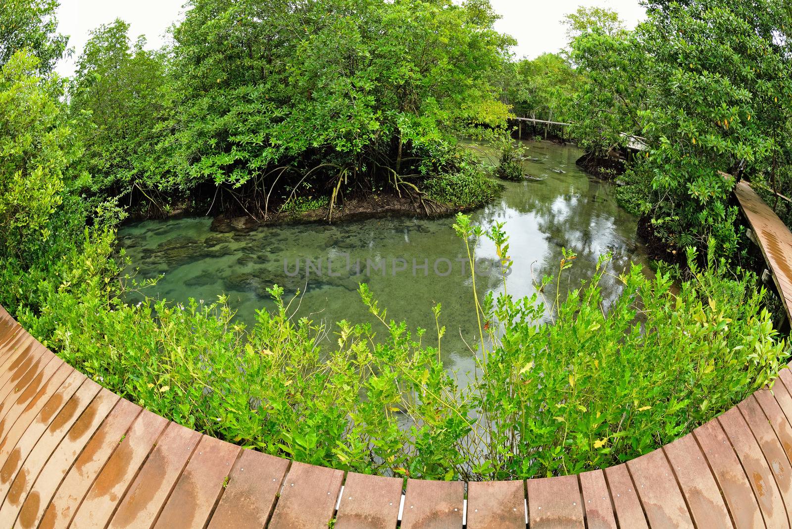 Tha pom nature trail and Crystal stream, Krabi, Thailand