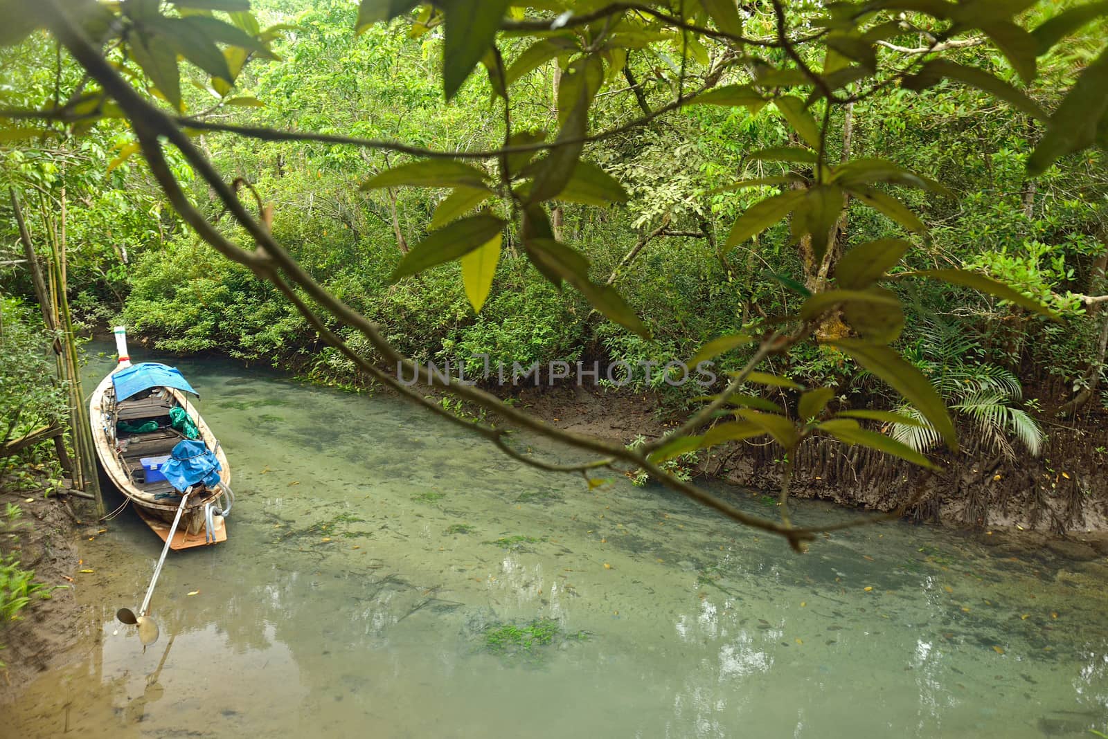 longtail boat in mangroves forest, Krabi, Thailand. by think4photop