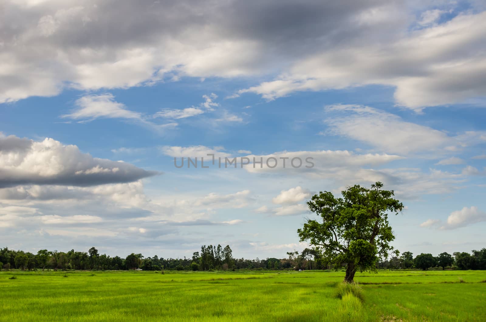Tree grass field and sky in countryside Thailand