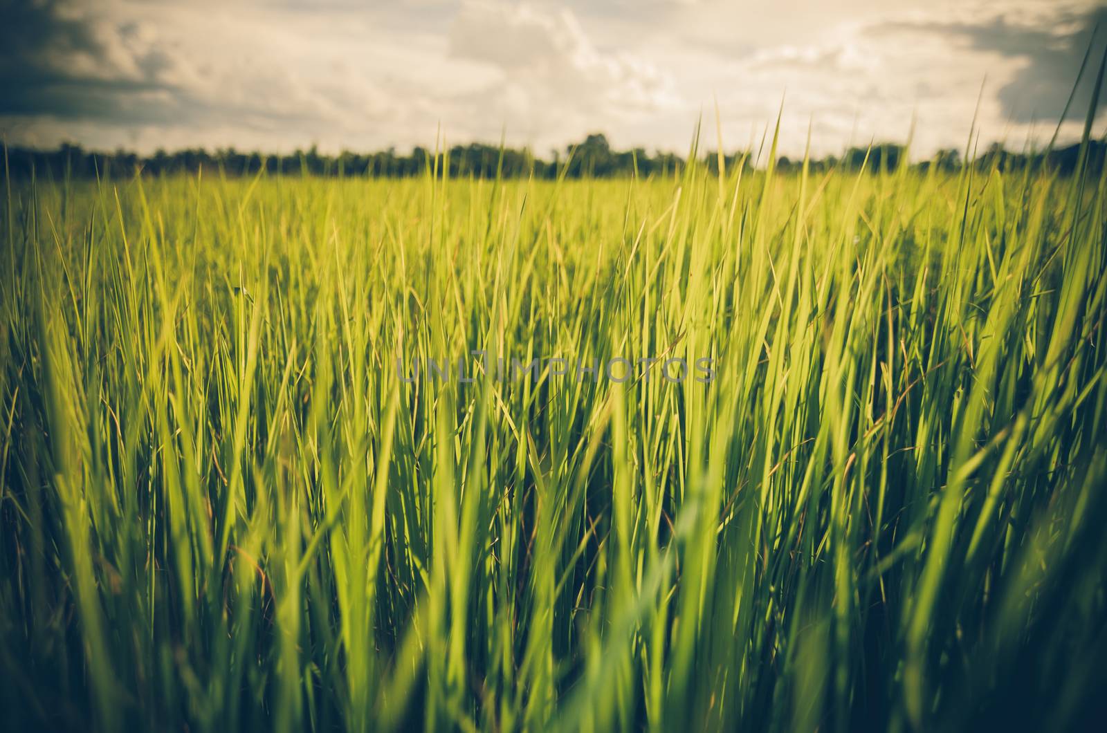 Green grass meadow field in the rice field Thailand background vintage