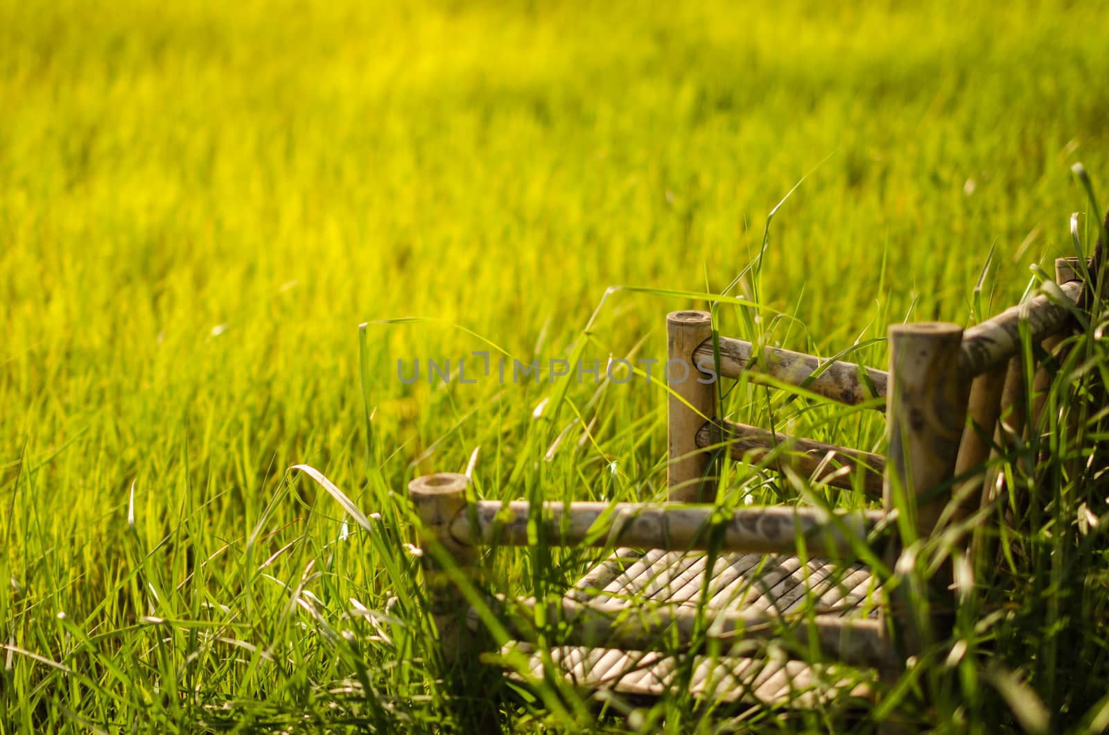 Bamboo wooden chairs on grass field in countryside Thailand