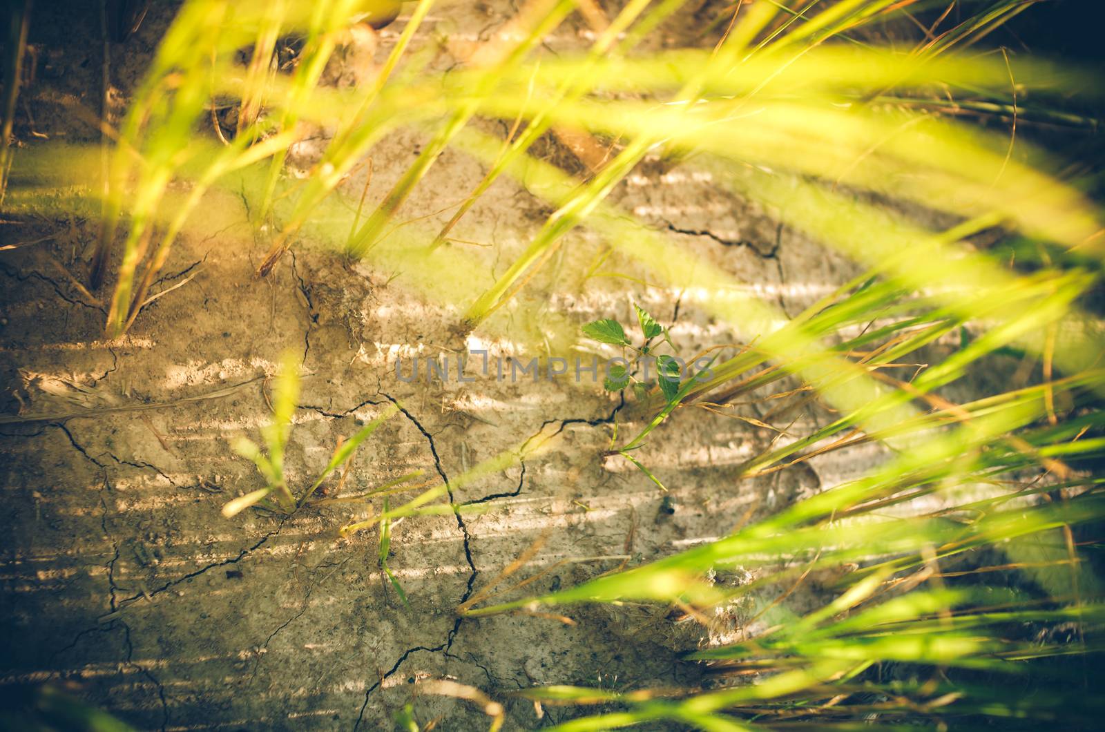 Green grass meadow field in the rice field Thailand background vintage